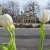 Bilder 2017 - Wettbewerbs AG Tulpen pflanzen