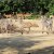 Bilder 2017 - 9b - Ausflug in den Zoo